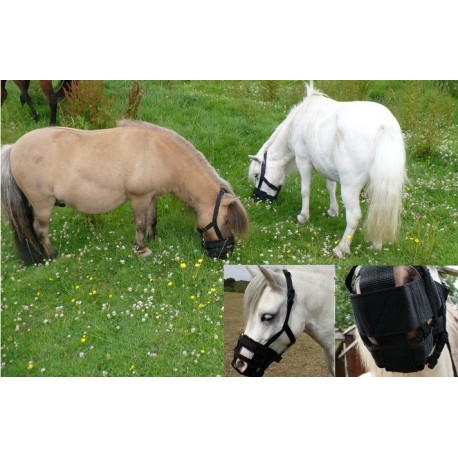 mini horse grazing muzzle