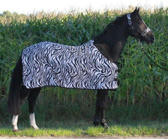 Ik was mijn kleren overdrijving Verlaten Shetlander Zebra fleece deken Kopen of bestellen? - Shetlandershop.nl